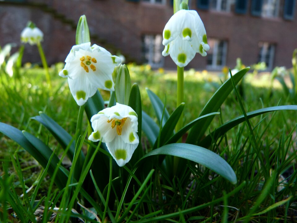 Maerzgloeckchen bloom white