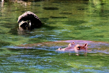 Hippo africa safari