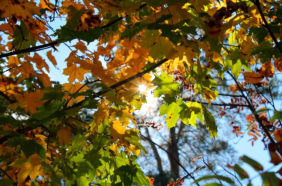 Nature golden autumn blue sky