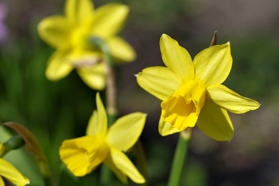 Garden sunny yellow