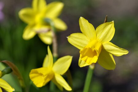 Garden sunny yellow photo