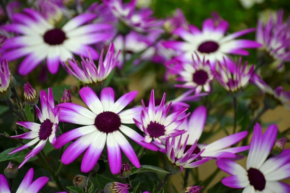 Purple flower bouquet bloom