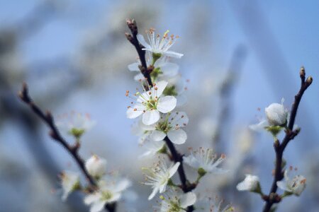 Blackthorn flowering bush