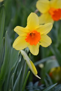 Narcissus yellow nature