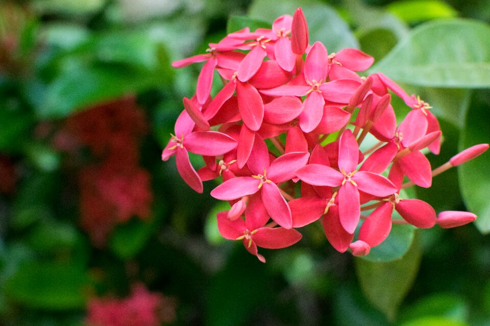 Floral nature spring
