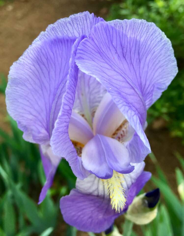 Springtime iris