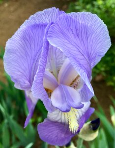 Springtime iris
