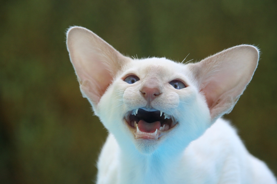 Big ears snappy cat