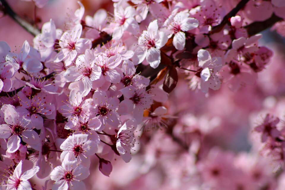 Nature color plant