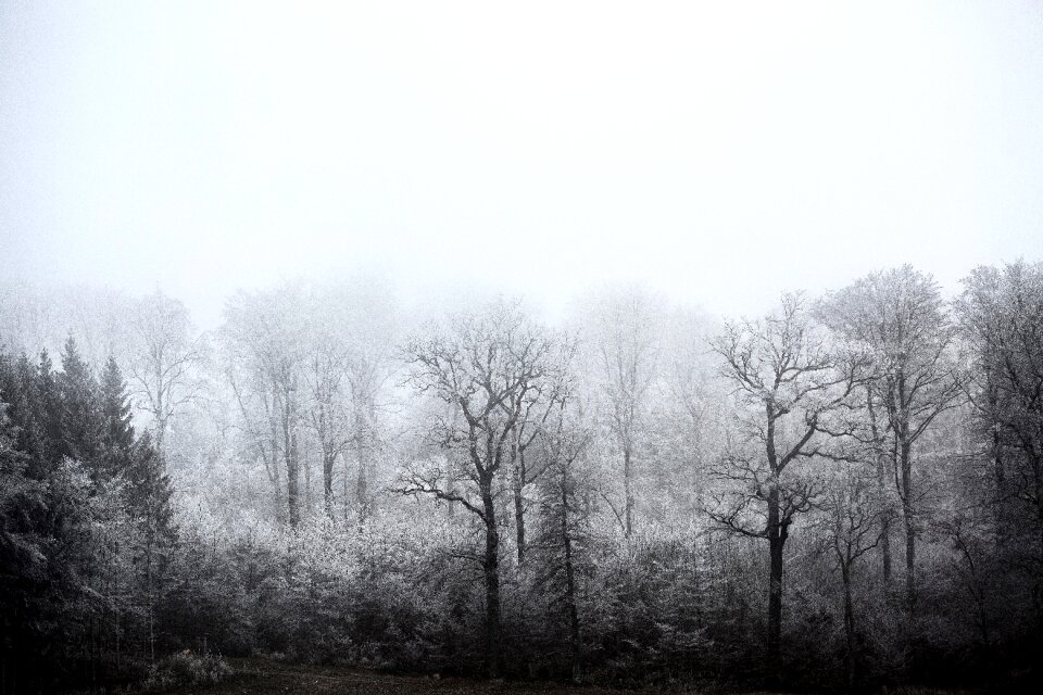 Snow wintry white