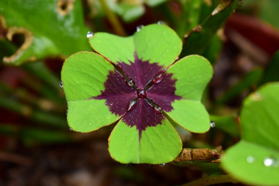 Plant nature clover