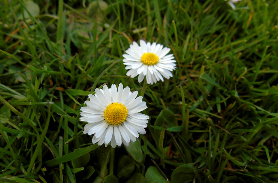 Meadow grass nature