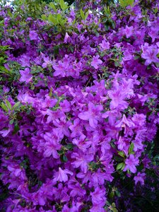 Purple flowers bloom photo