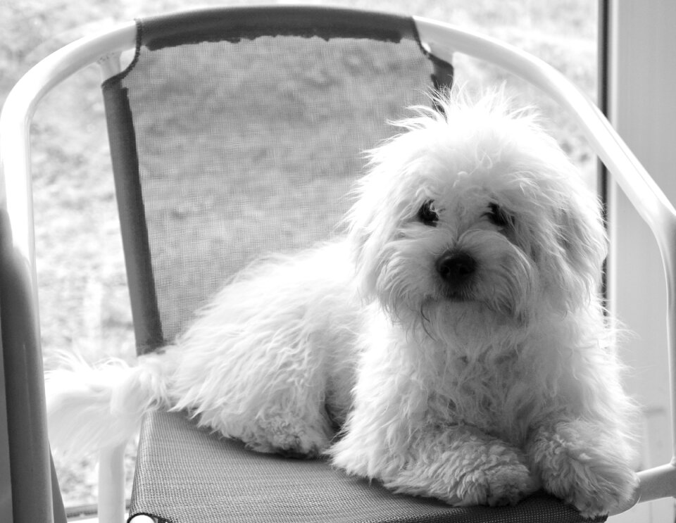 Cute white domestic animal
