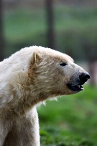 Polar white wildlife