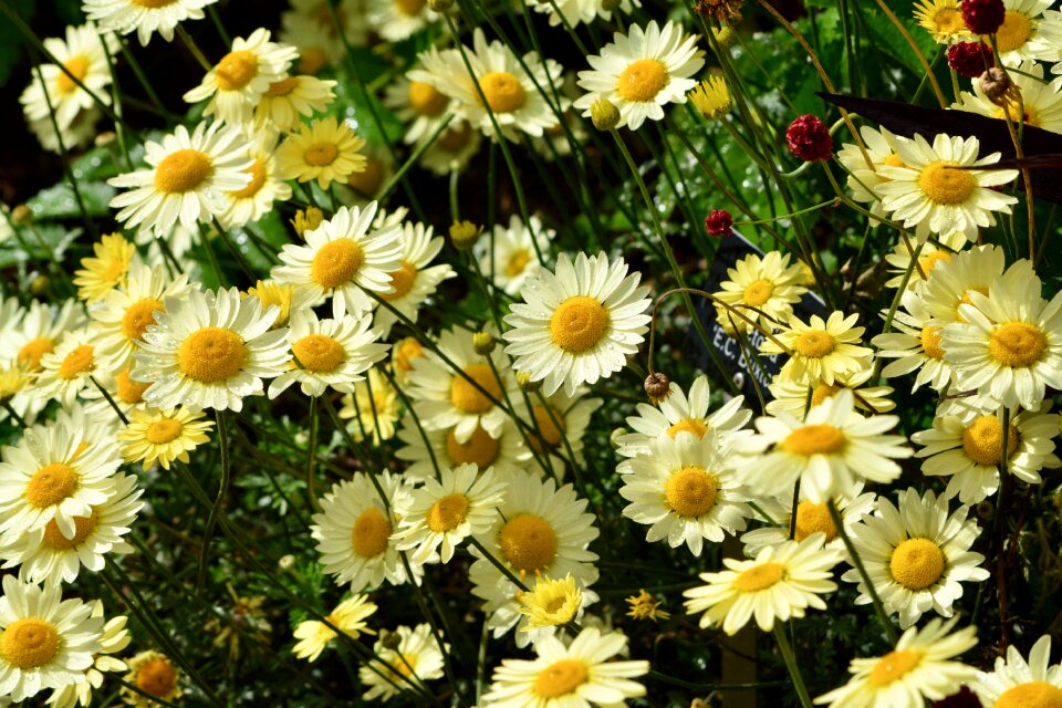 Flower floral bloom