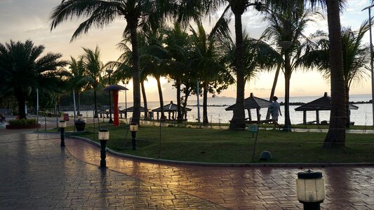Evening resort trees
