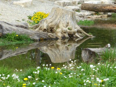 Mirroring nature wood