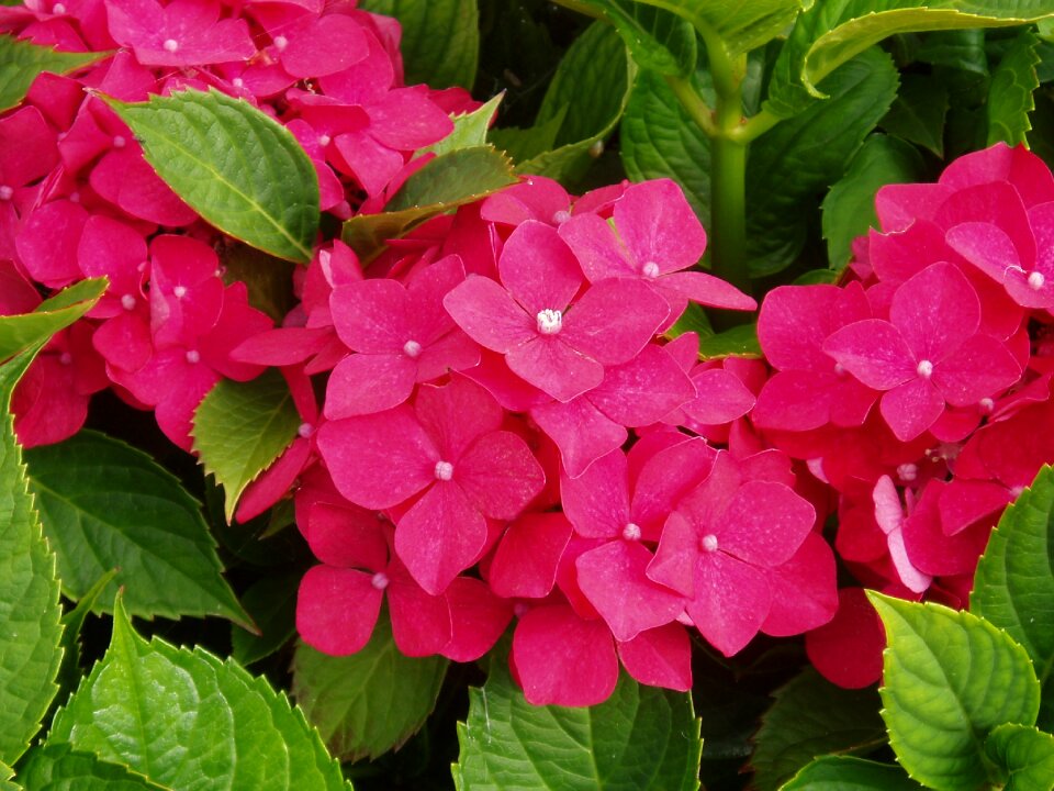 Blossom bloom ornamental shrub