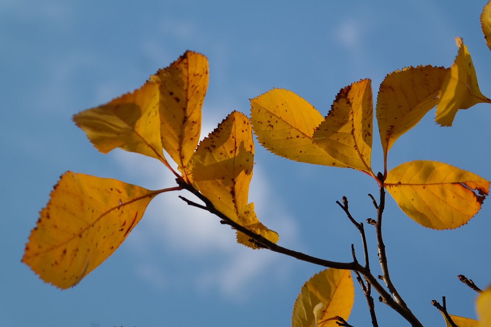 Fall foliage coloring fall color