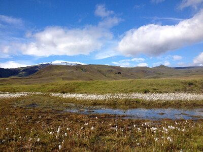 Iceland landscape flower photo