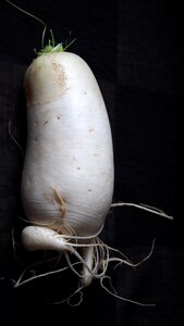 Vegetables cruciferous plant body