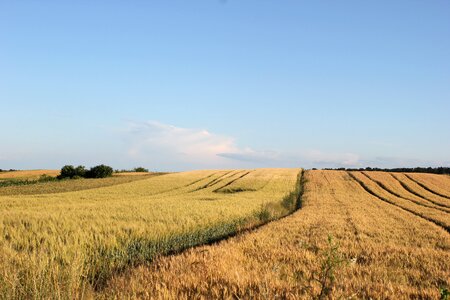 Cereals food field photo