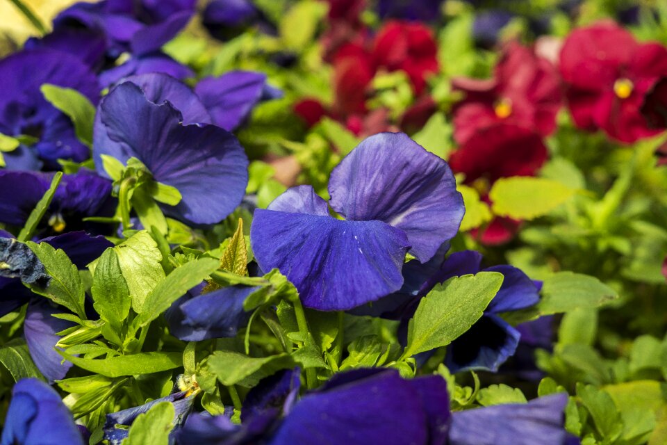 Flower bed nature spring