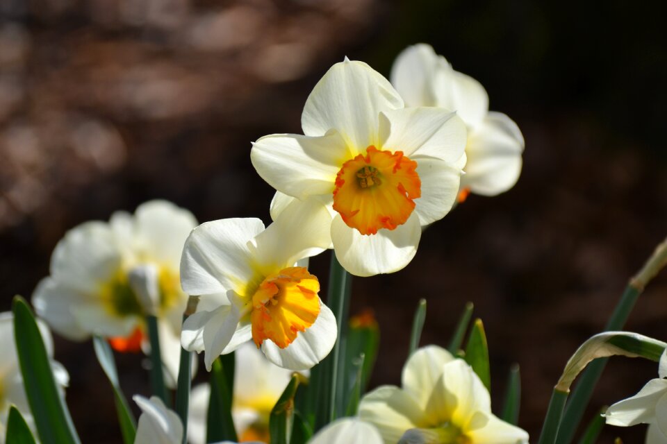 Nature flora harbinger of spring