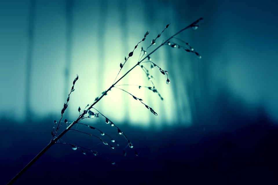 Night nature mystical