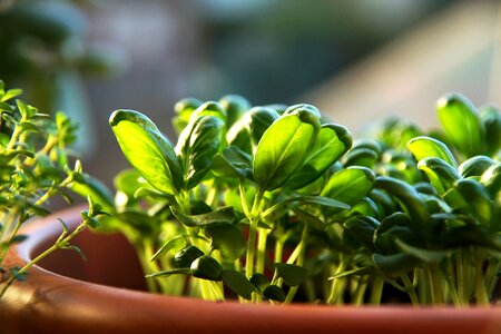 Plant eat food