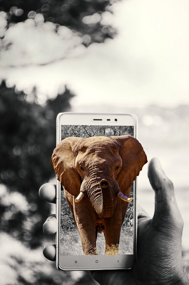 Nature animal wildlife