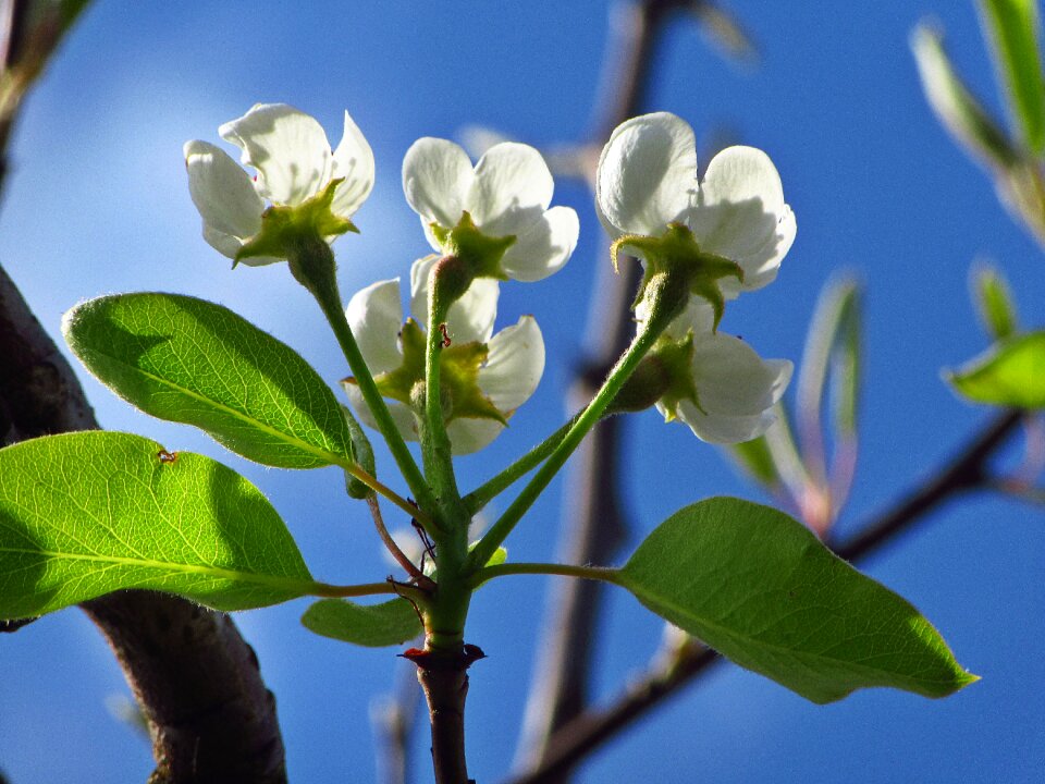 Spring bloom white blossom