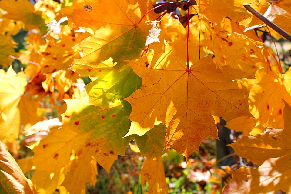Golden autumn yellow leaves autumn nature