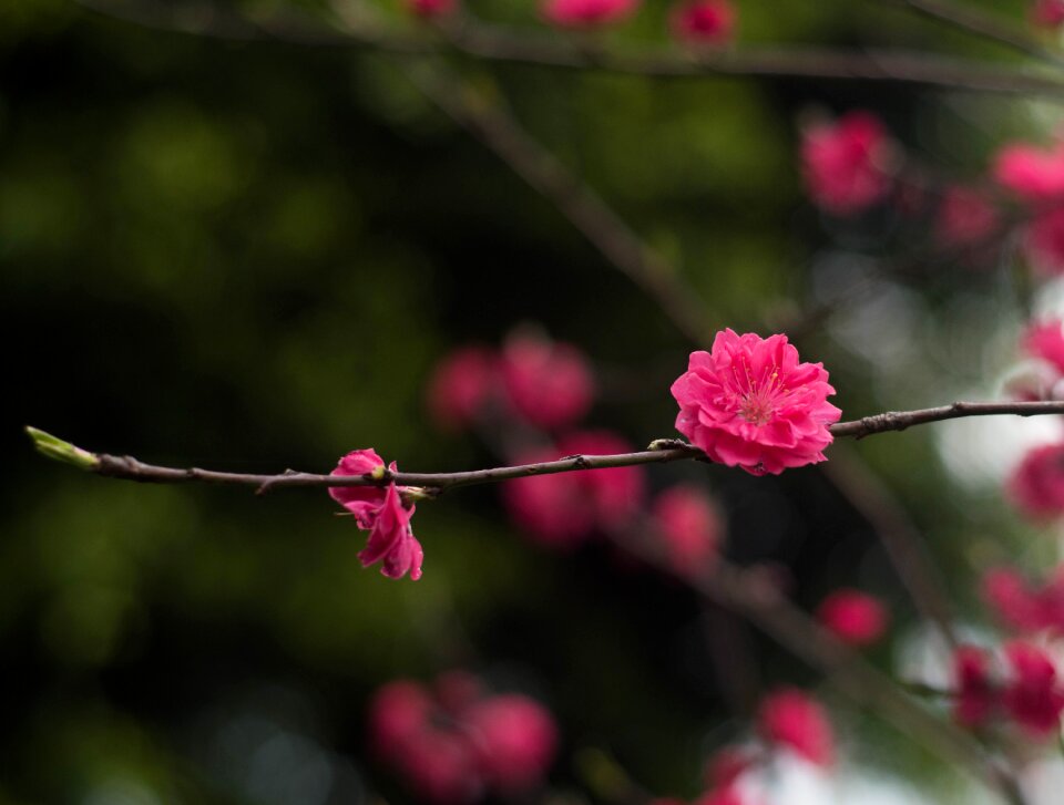 Red plum flower views