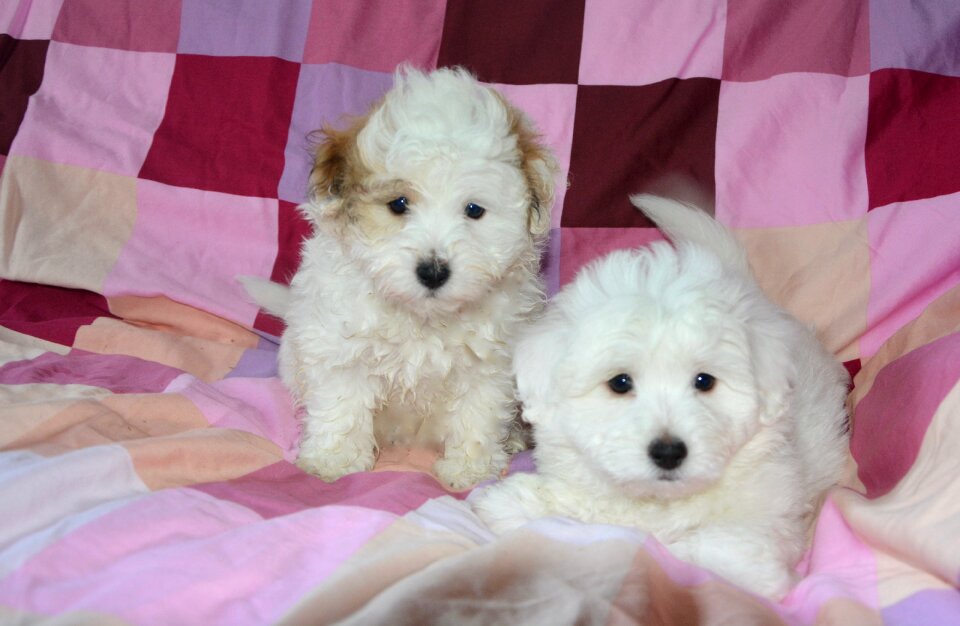 White domestic animal cotton tulear