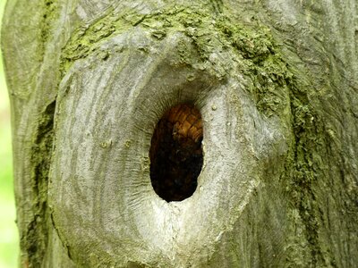 Fouling tribe green