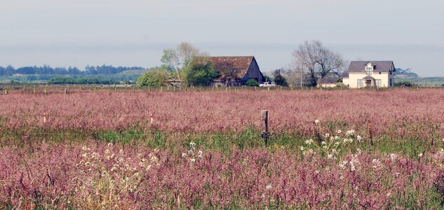 Countryside wildflowers