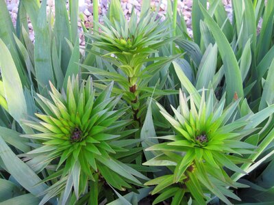 Plant bud garden