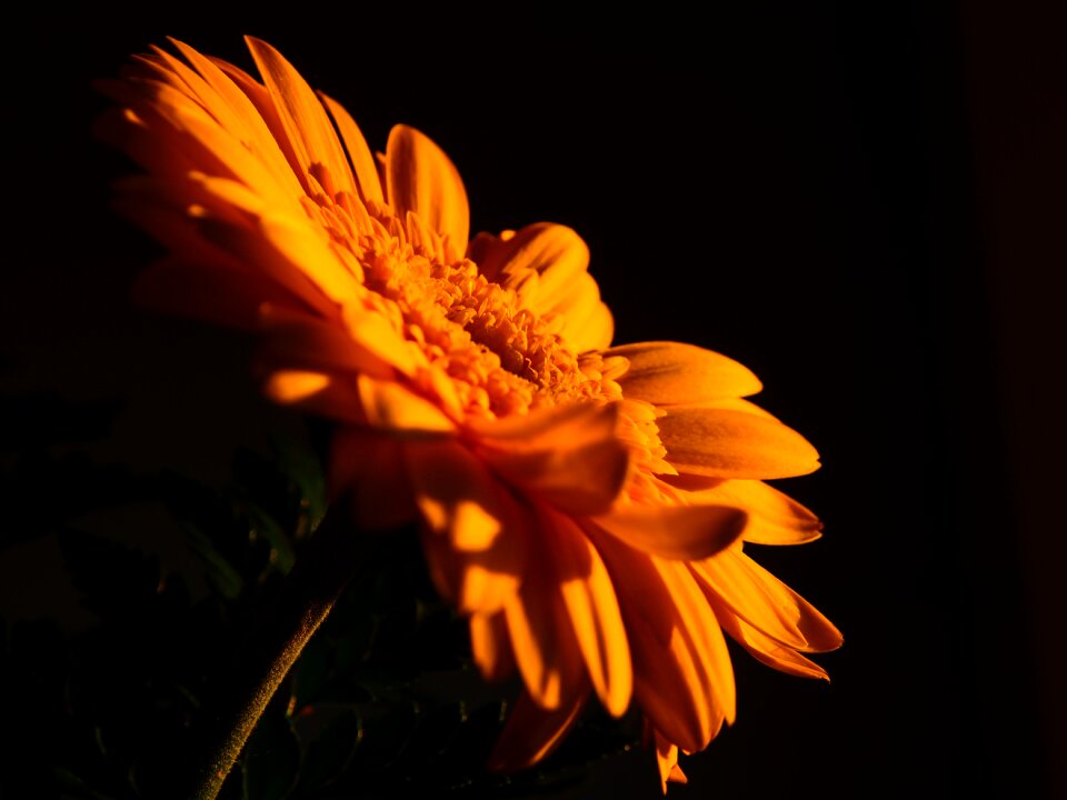 Yellow flowers floral natural