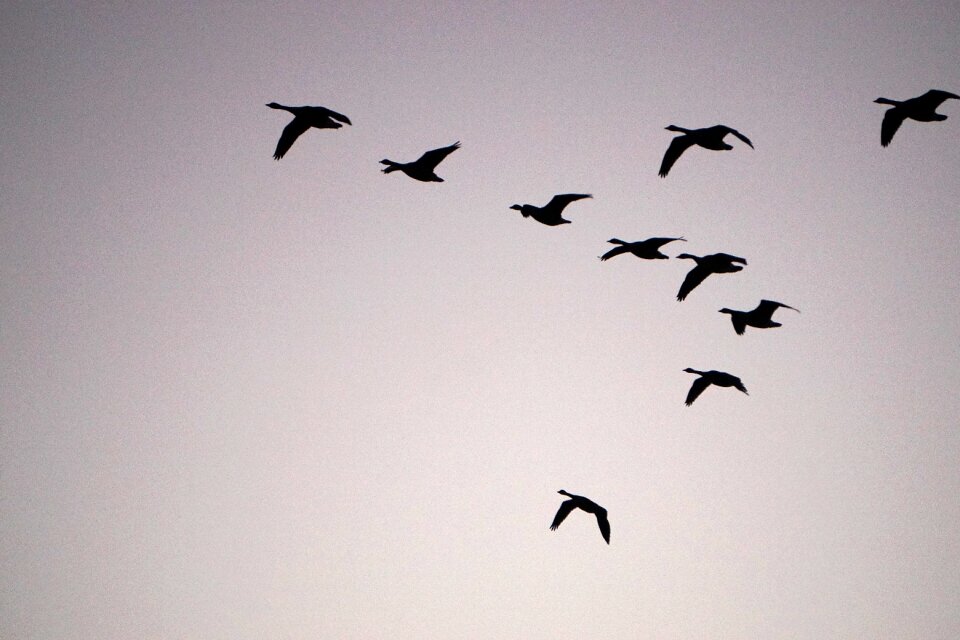 Birds nature formation