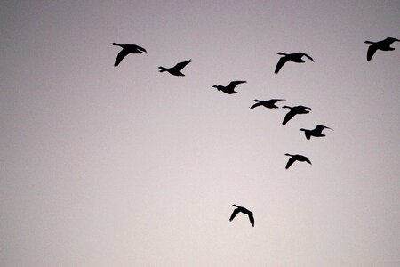 Birds nature formation photo
