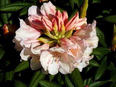 Bloom rhododendron spring photo