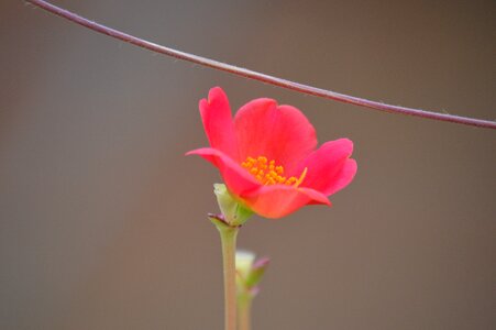 Flower bloom