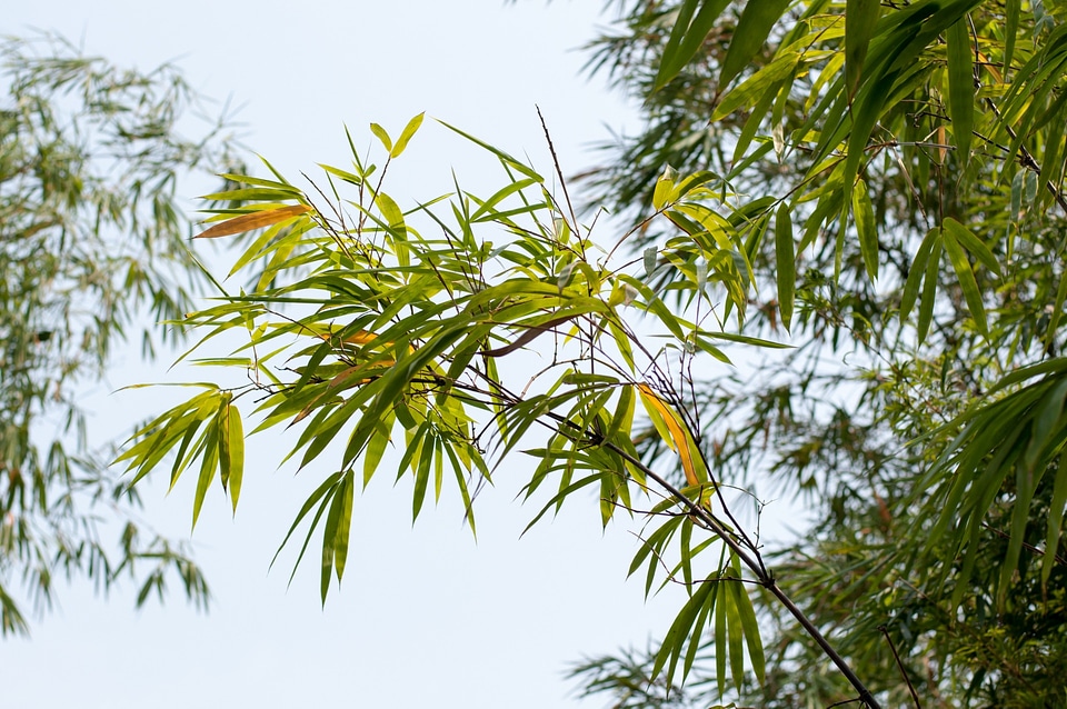 Tree organic agriculture