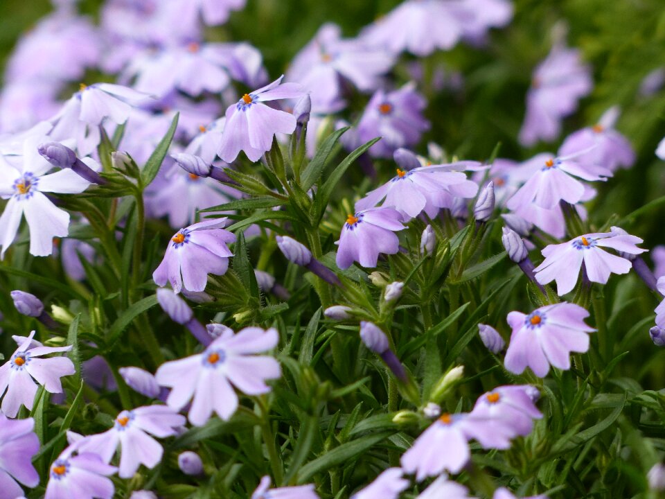 Violet crocus green