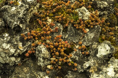 Nature moss rock lichen photo