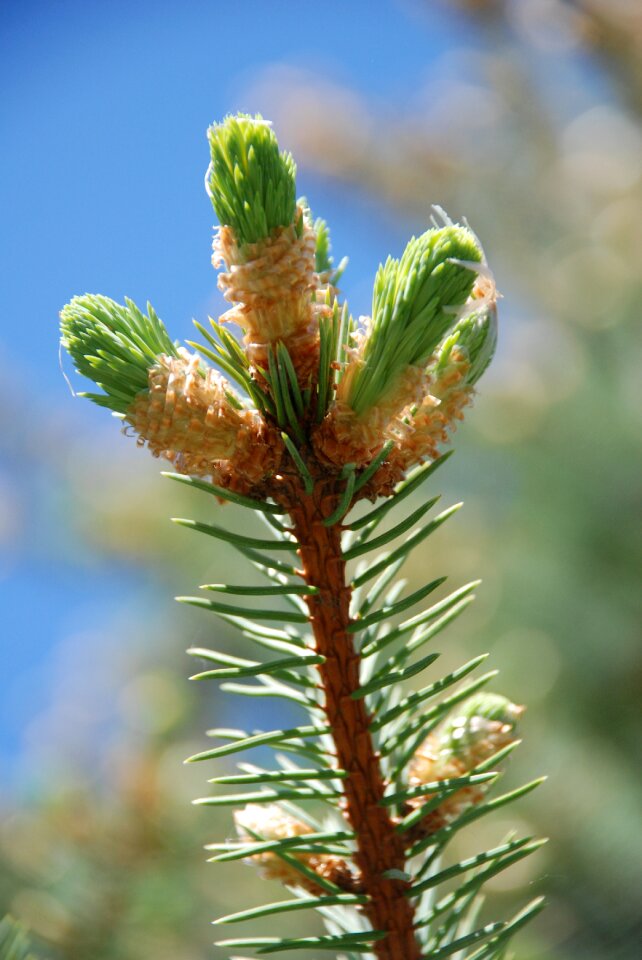 Spring spruce the puck