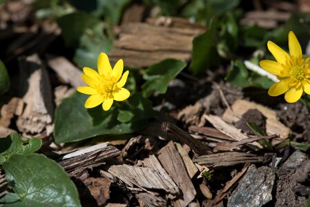 Flower blossom bloom photo