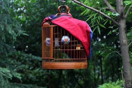 Birdcage bird cage photo
